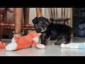 Morkie dogs for sale: Leroy - Video 1