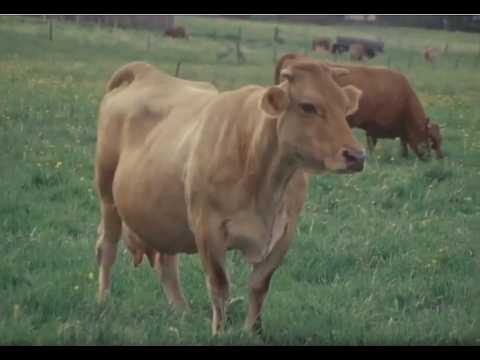 Topographie Murnau – Werdenfelser Vieh (1977)