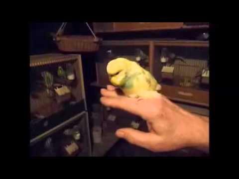 2016 01 17 Max der Puschelkönig