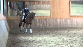 Video koně Locksley Iii