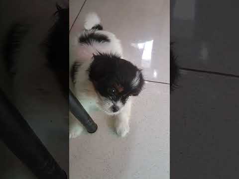 #dog #feel /Omg my Keanna always hyper👍🤣🐕‍🦺🥰