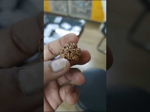 7 MUKHI RUDRAKSHA