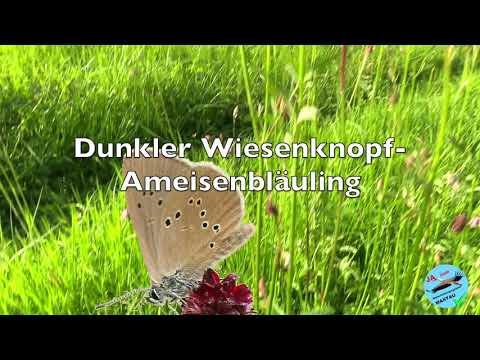 Grosser Wiesenknopf Mastau