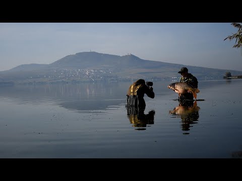 Kapři ze starého koryta - Pálavská jezera (Exil Carplife)