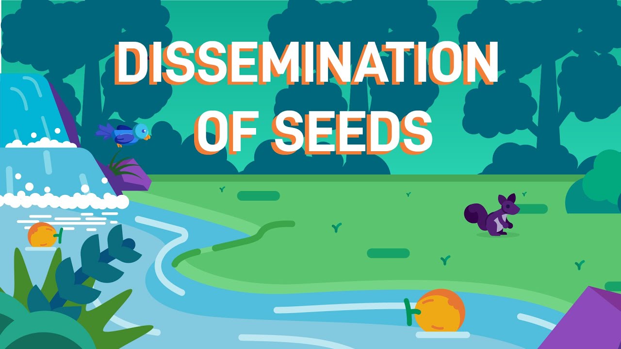 How Plants Disperse Their Seeds