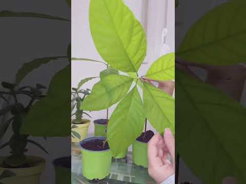 Avocado Pflanzen, Avocado schneiden, zurückschneiden, Avocado verformen #avocado #pflanzen 