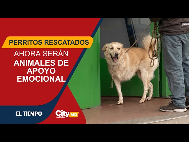 Perritos rescatados ahora serán animales de apoyo emocional