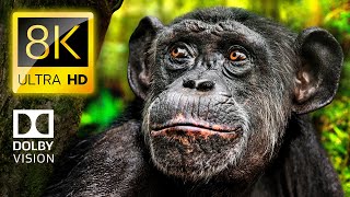 WILD ANIMALS in Nature 8K ULTRA HD – Birds, Ocean & Jungle Documentary 4K