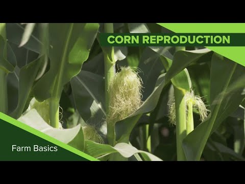 Farm Basics #1116 Corn Reproduction (Air Date 8-25-19)