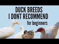 5 Duck Breeds I DON T Recommend For Beginners