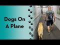 My Dog Flew On A Plane Dogs Shorts Travel