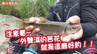 【溪釣苦花】注意看~外雙溪的苦花就是這麼好釣！！│蝦皮愛釣魚