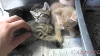 Super Affectionate Mom and Her Kittens