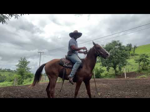 "Tips for Correcting a Horse That Locks Back and Rears"