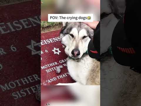 The Most Hilariously Cute Dog #funnydogs#cute#doglover#FunnyCuteDog#AdorablePuppy#FunnyCuteDog