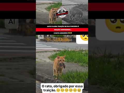 GATO FLAGRA TRAIÇÃO DE SUA PARCEIRA E REAÇÃO SURPREENDE #shorts