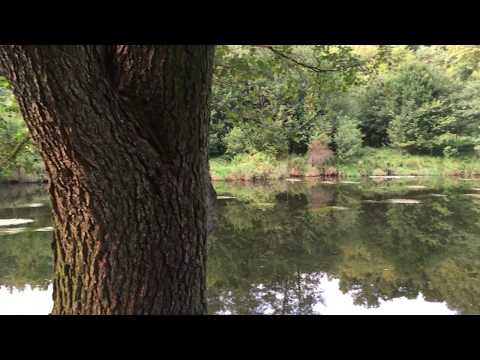 Thaya - Goldener Herbst.