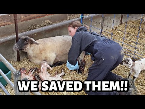 Our sick SEXTUPLET finally lambed!! ~ Summer Lambing 2025