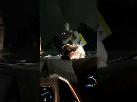🐶 Scoobu’s First Time on the Dashboard – Nervous but Adorable! ❤️🚗