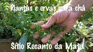 Plantas e ervas para chá no sítio Recanto da Mata #tudobemoriginal #ygjcuchw