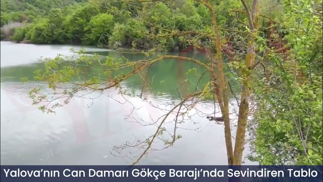 Yalova’nın Can Damarı Gökçe Barajı’nda Sevindiren Tablo
