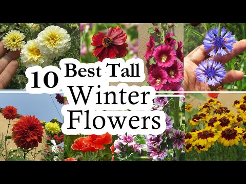 10 Best Tall Winter Flowering plants | Winter Flower Plant | Winter Flower for Height in the Garden