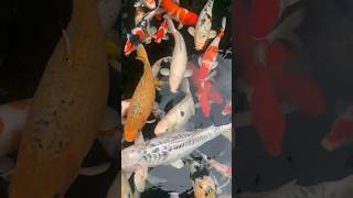 Download lagu Ikan Didalam Kolam #ikan #shortvideo mp3 Download lagu Ikan Didalam Kolam #ikan #shortvideo mp3