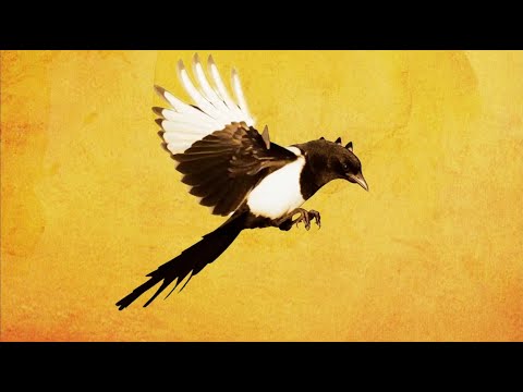 Video thumbnail for Songbird