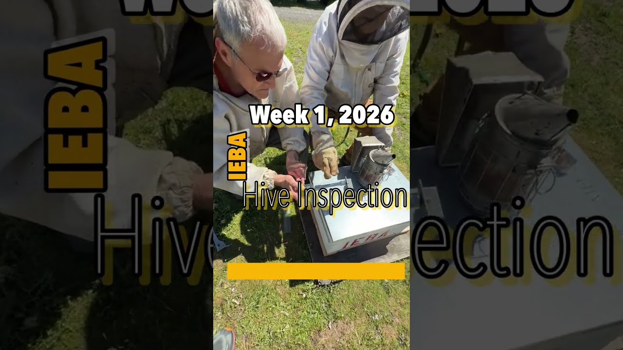 IEBA Week 1, 2026 Hive Inspection 