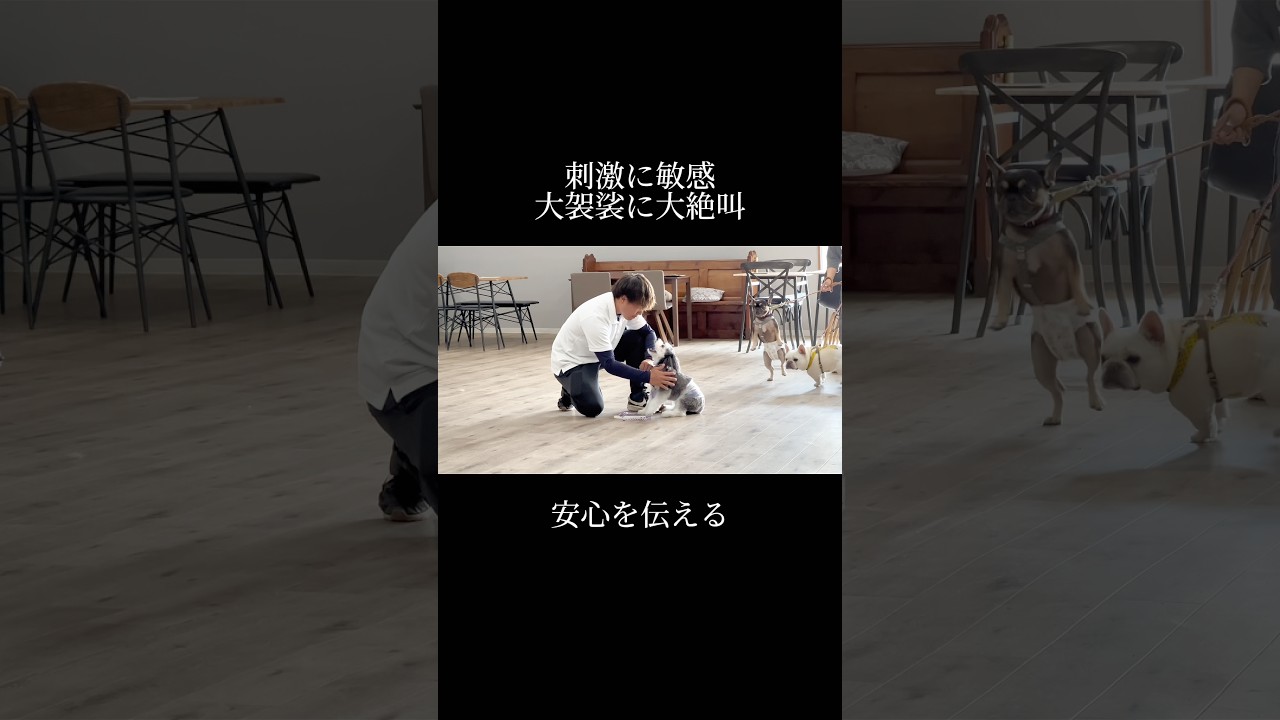 おやつのいらない関係性を目指しましょう🐾 #doglibre #吠える #犬のしつけ #ドッグトレーニング