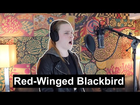 Red - winged Blackbird - James Keelaghan