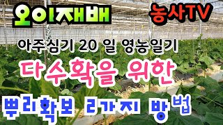 오이재배, 아주심기하고 20일 후 영농일기, 다수확을 위한  뿌리확보 2가지 방법 [농사TV]