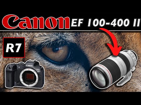 Canon EF 100-400mm II + EOS R7: Amazing results