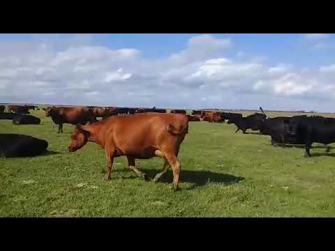 Lote 220 vacas nuevas con garantía preñez en Gral. Guido