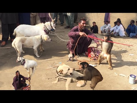 How To Make Fun With Monkey Talented Goat Vs Dog | Funny Video | Bakri Dog aur Bandar Ka Tamasha