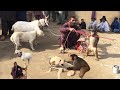 How To Make Fun With Monkey Talented Goat Vs Dog Funny Video Bakri Dog Aur Bandar Ka Tamasha
