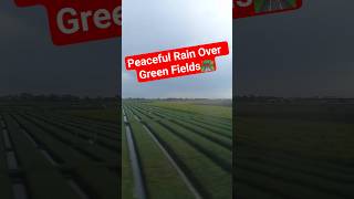 Download lagu Beautiful Rain Over Rice Fields | Peaceful Nature Vibes 🌧️ #shorts mp3 Download lagu Beautiful Rain Over Rice Fields | Peaceful Nature Vibes 🌧️ #shorts mp3