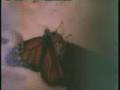 U-MV148 - Machines of Loving Grace - Butterfly ...