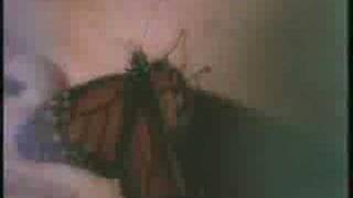 U-MV148 - Machines of Loving Grace - Butterfly Wings