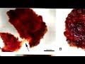 T Rex Red Blood Cells