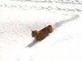 Red Tabby Cat Crawling In The Snow