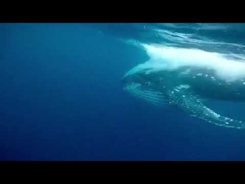 Woebegone Freedive