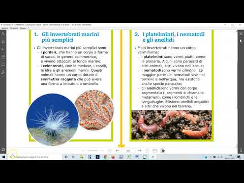 Riepilogo invertebrati ed Echinodermi