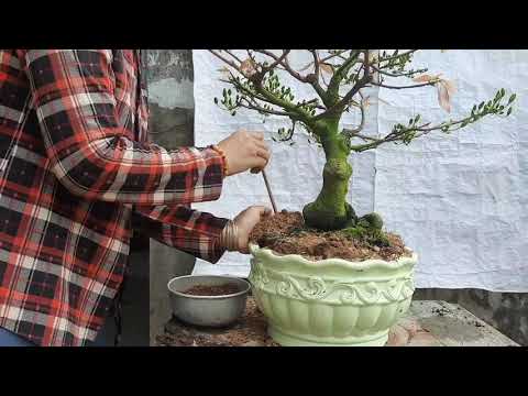 cách thay chậu cho mai bonsai mini chơi tết ko bị mất sức