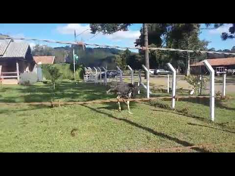 avestrus em lajes sc