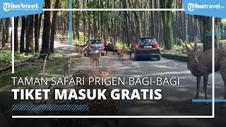 Taman Safari Prigen Bagi-bagi Tiket Masuk Gratis, Spesial Merayakan HUT ke-77 RI