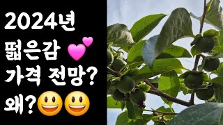 2024년 떫은 감
