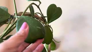 Về hưu ở Mỹ - trồng cây xanh mát nhà không tốn nhiều tiền