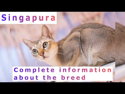 YouTube video about: Where can I buy a singapura cat?