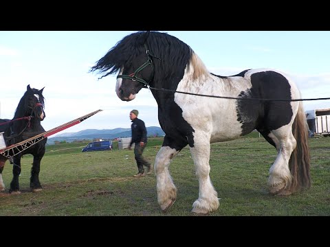 Armăsarul lui Valy de la Vatra Dornei - Suceava Bucovina 2023